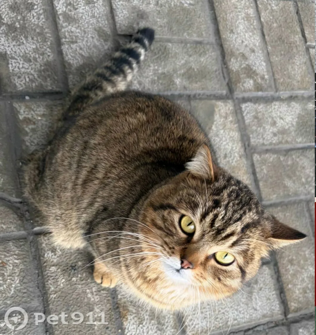 Найдена кошка в Пензе — фото питомца