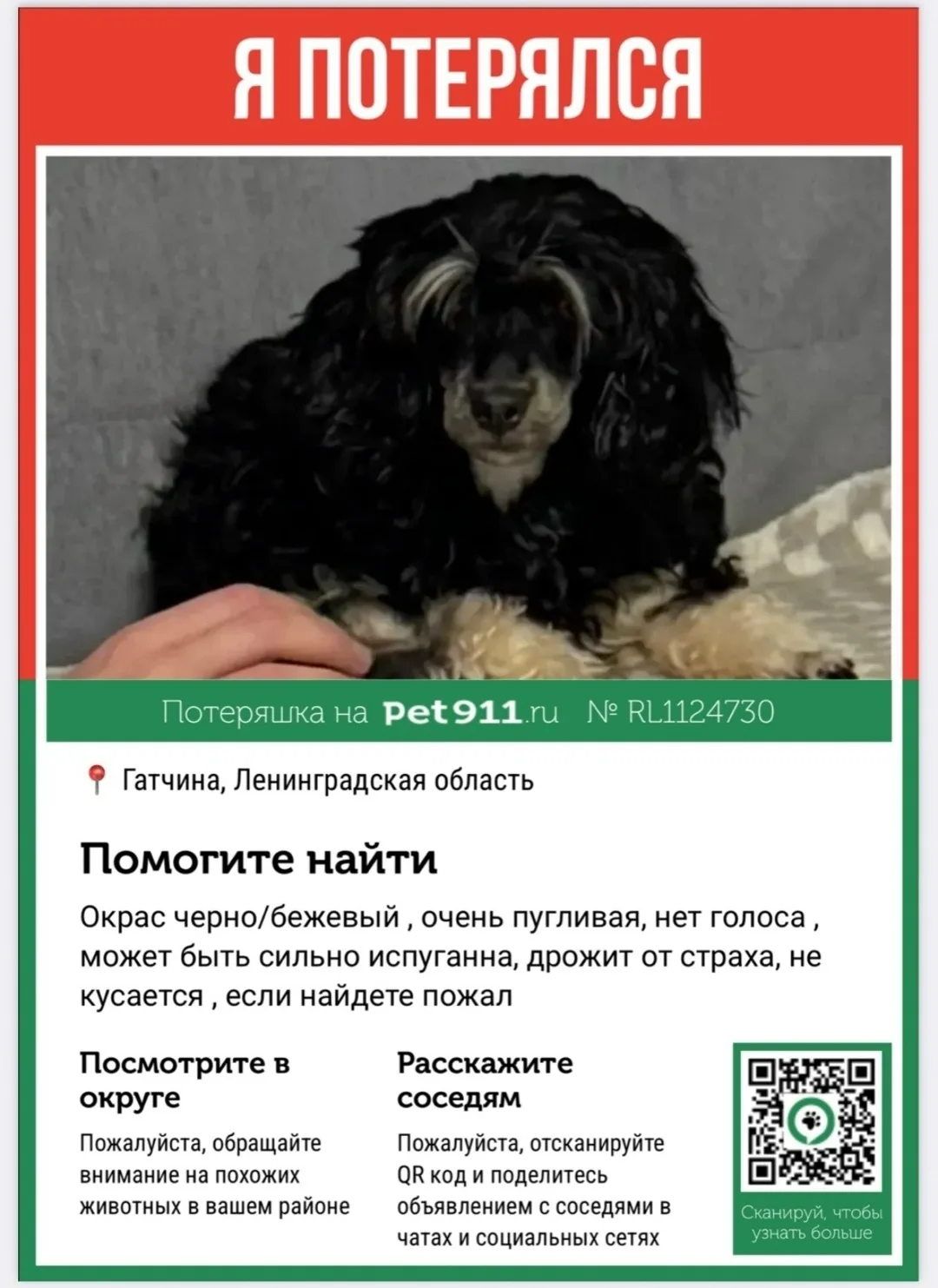 Пропала собака в Гатчине — фото питомца