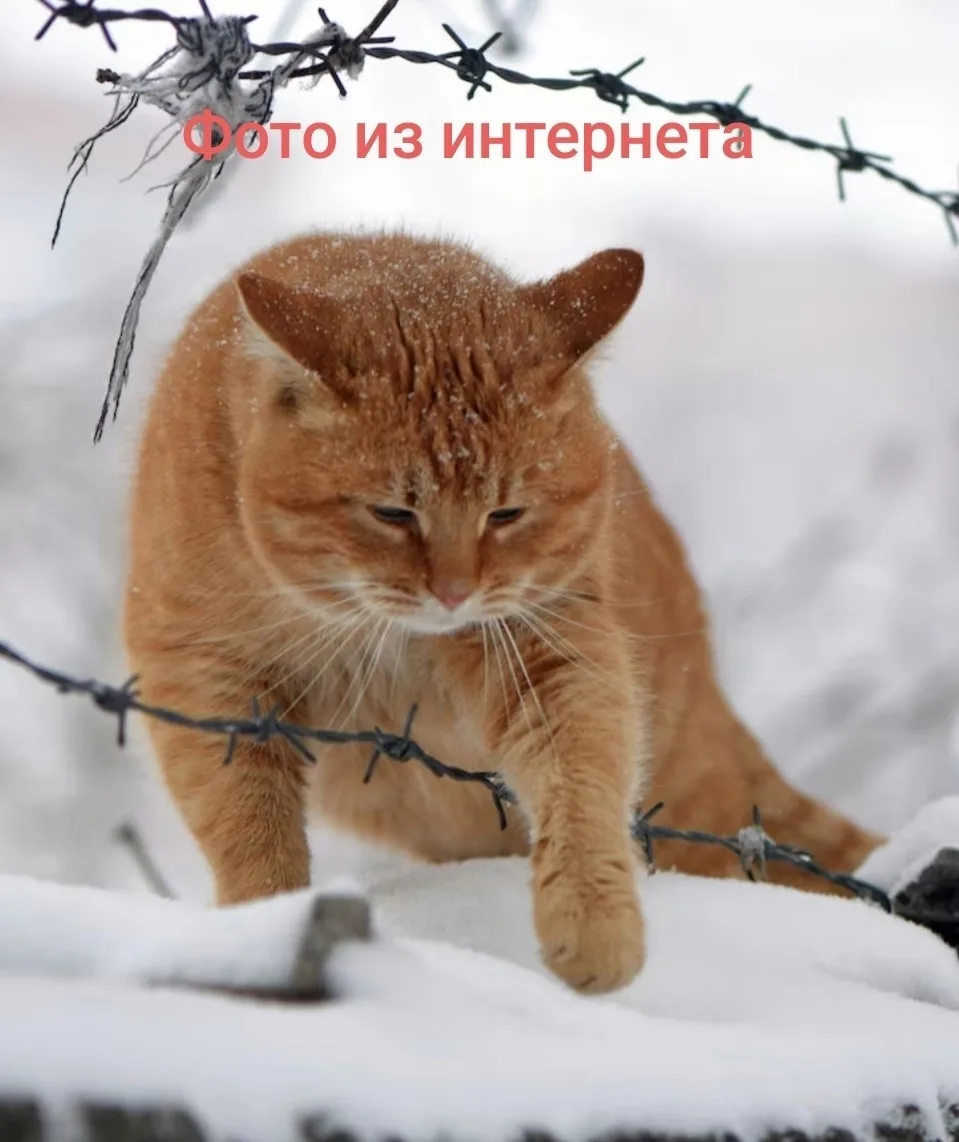 Пропала кошка в Пензе — фото питомца