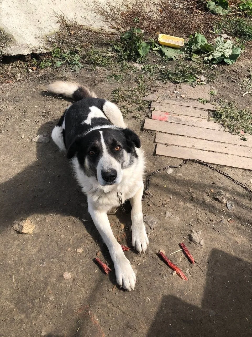 Пропала собака в Пензе — фото питомца