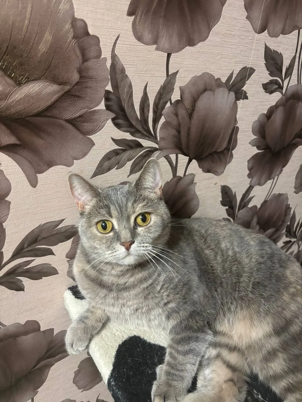 Пропала кошка в Пензе — фото питомца