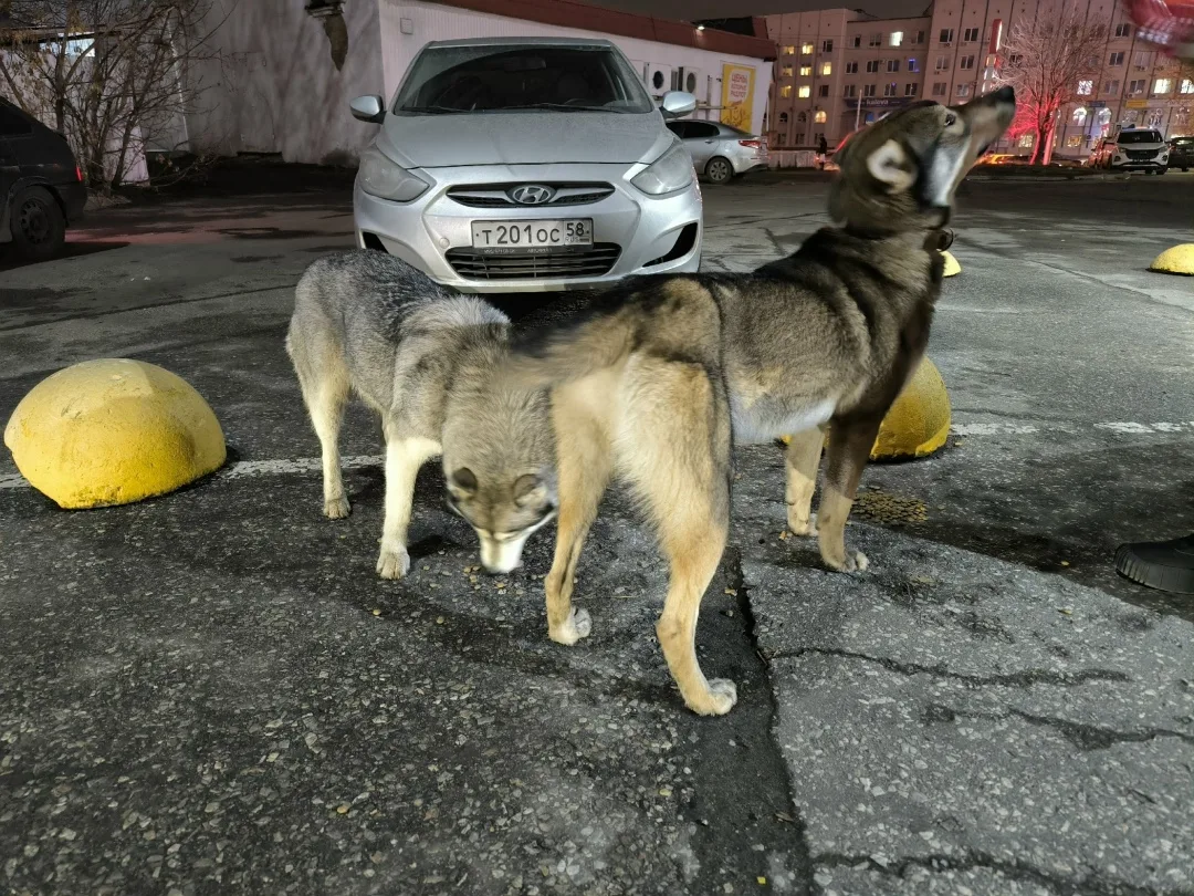 Найдена собака в Пензе — фото питомца