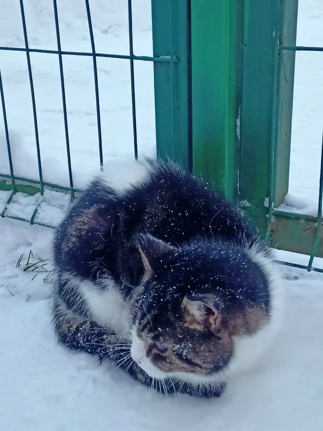 Найдена кошка в Гатчине — фото питомца