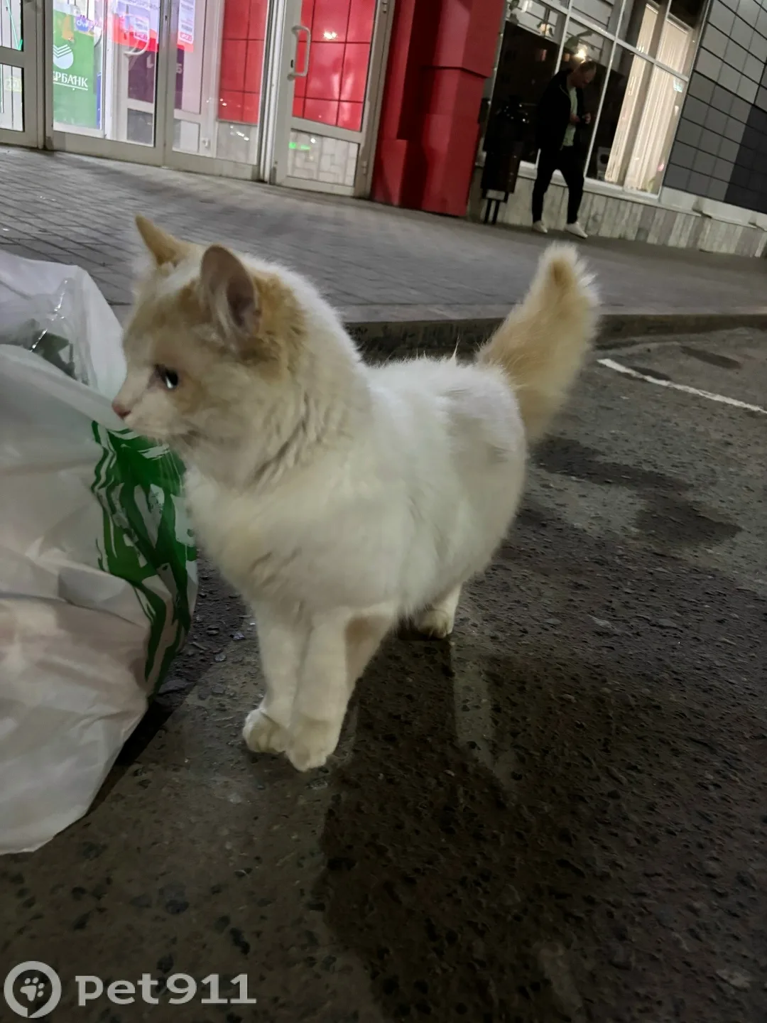 Найдена кошка в Пензе — фото питомца