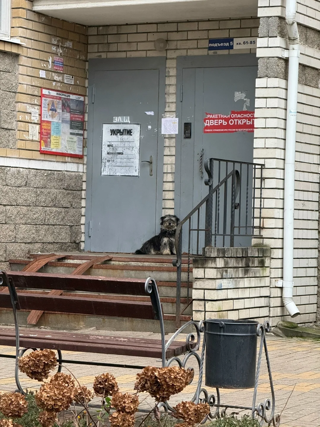 Пропала собака в Белгороде — фото питомца
