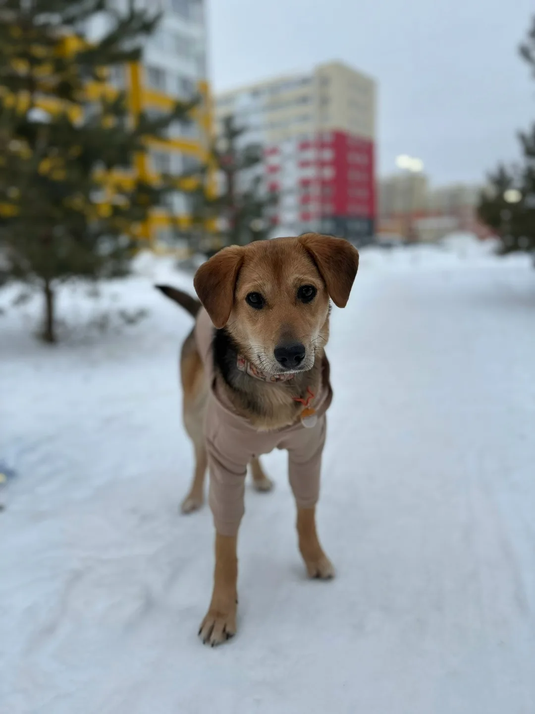 Найдена собака в Пензе — фото питомца