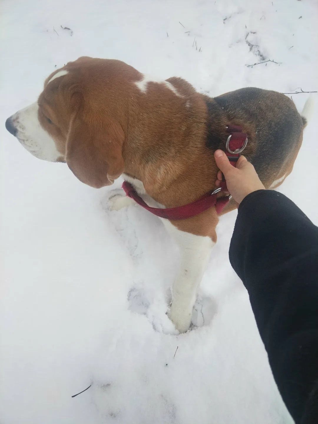 Пропала собака в Гатчине — фото питомца