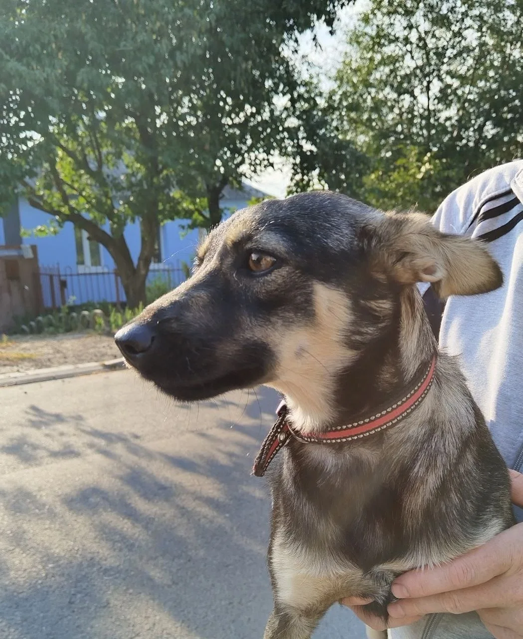 Пропала собака в Белгороде — фото питомца