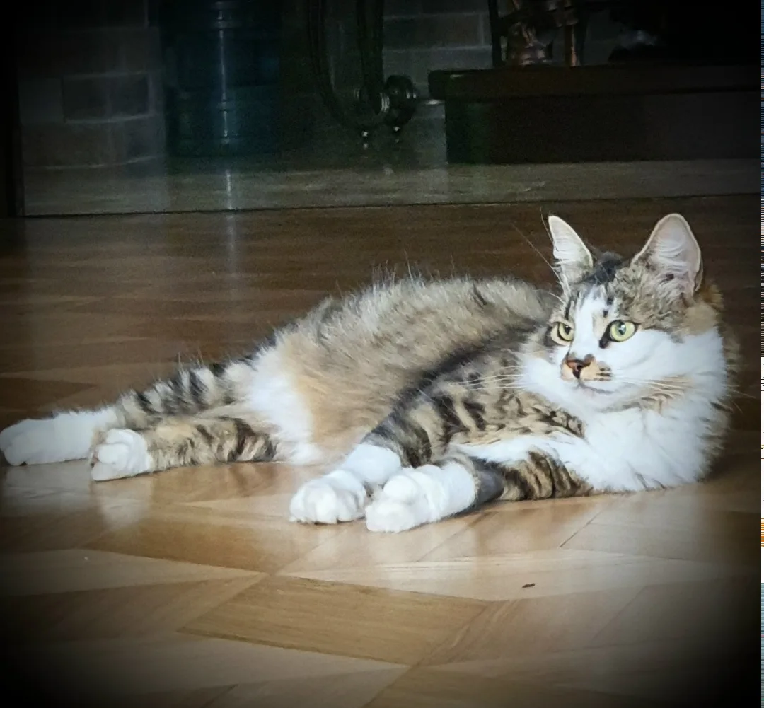 Пропала собака в Белгороде — фото питомца