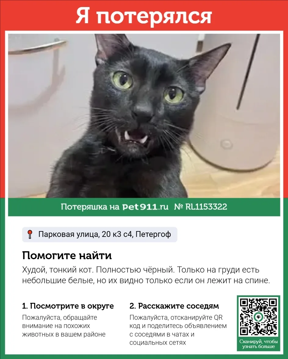 Пропала кошка в Балакове — фото питомца