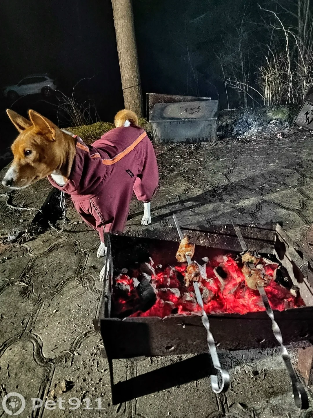 Пропала собака в Балакове — фото питомца