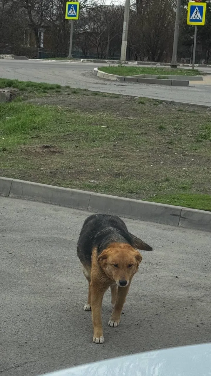 Пропала собака в Белгороде — фото питомца