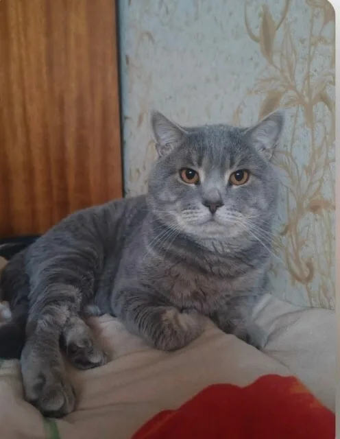 Пропала кошка в Пензе — фото питомца