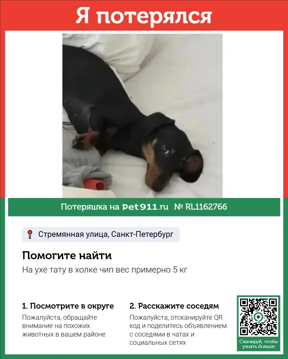 Пропала собака в Балакове — фото питомца