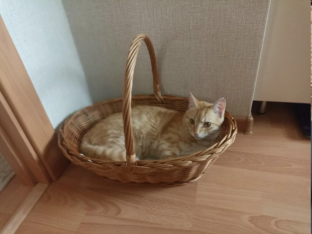 Пропала кошка в Белгороде — фото питомца
