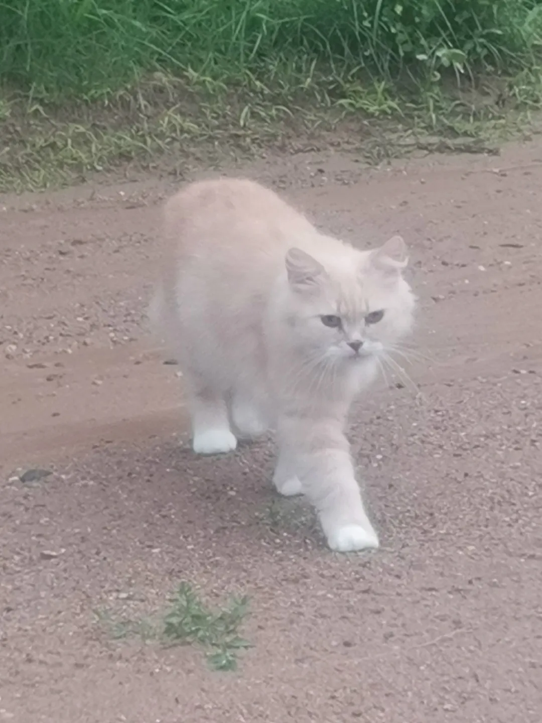 Пропала кошка в Пензе — фото питомца
