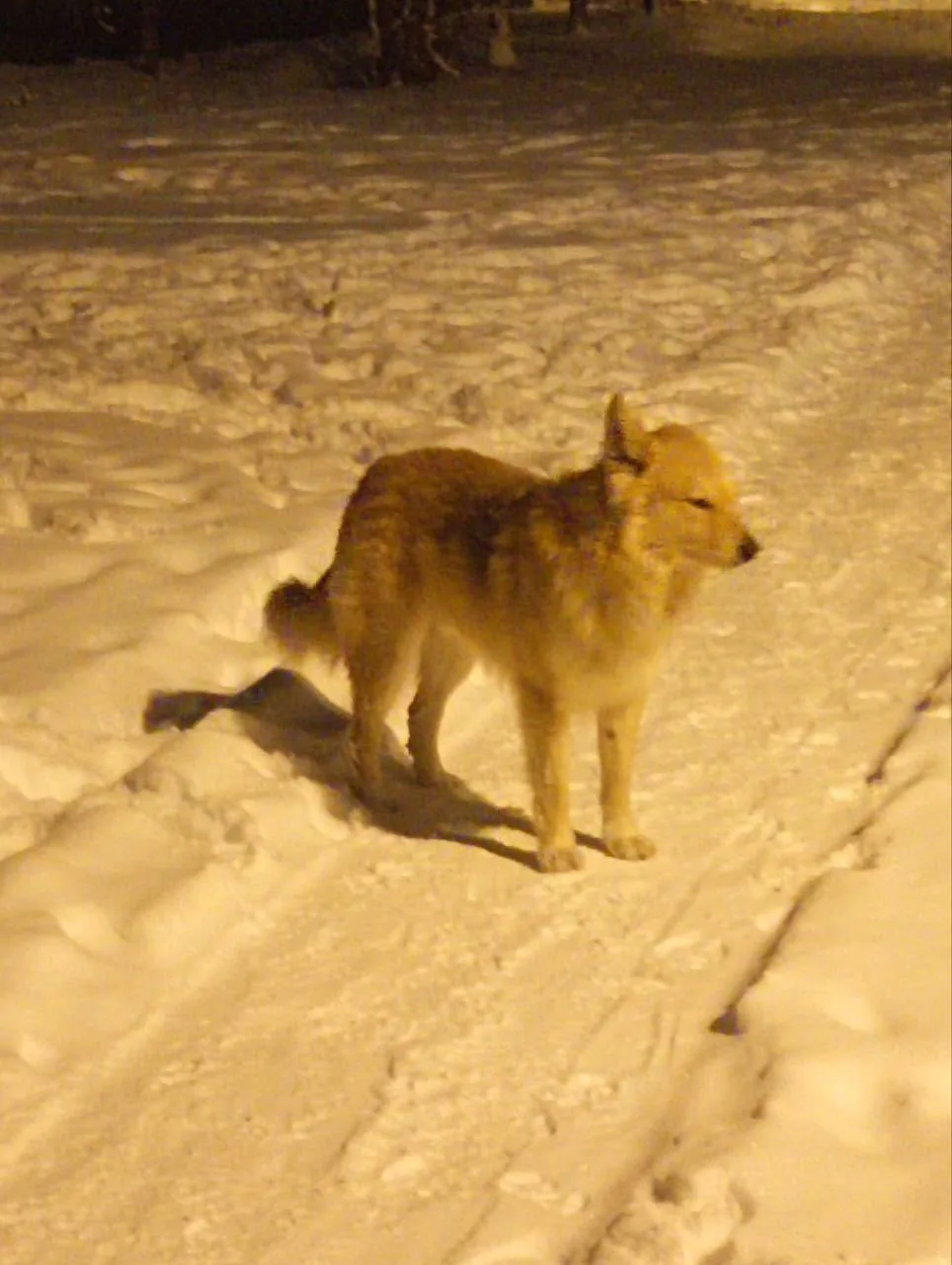Пропала собака в Белгороде — фото питомца