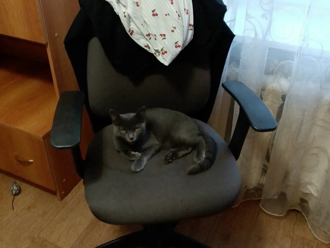 Пропала кошка в Пензе — фото питомца