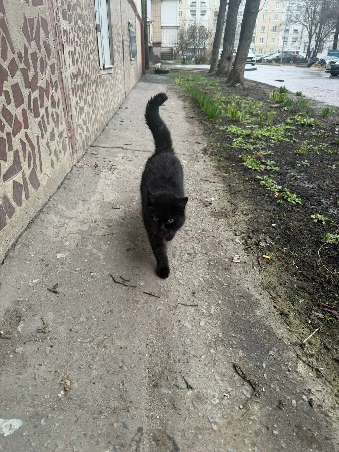 Пропала кошка в Белгороде — фото питомца