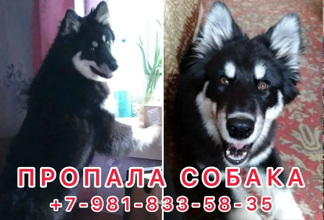 Найдена собака в Гатчине — фото питомца