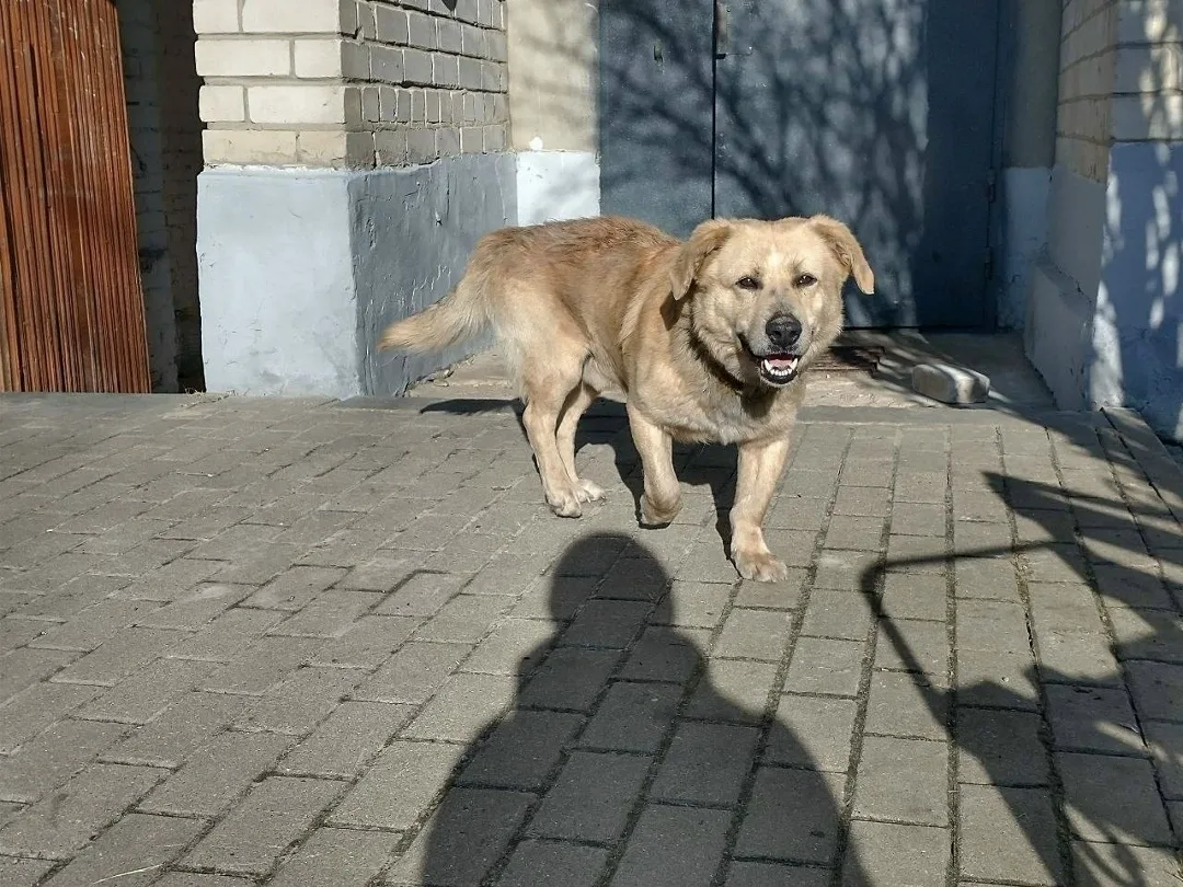 Пропала собака в Белгороде — фото питомца