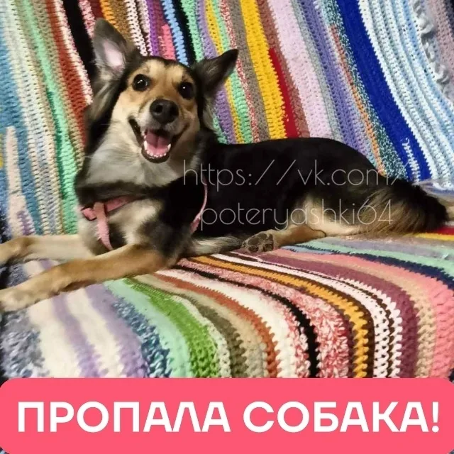 Пропала собака в Балакове — фото питомца