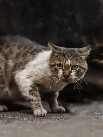 Пропала кошка в Балакове — фото питомца