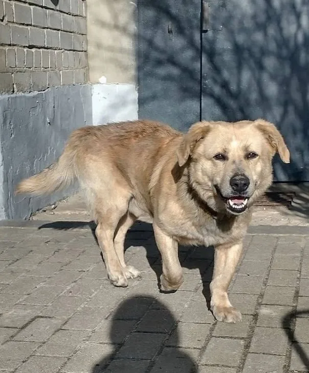 Пропала собака в Белгороде — фото питомца