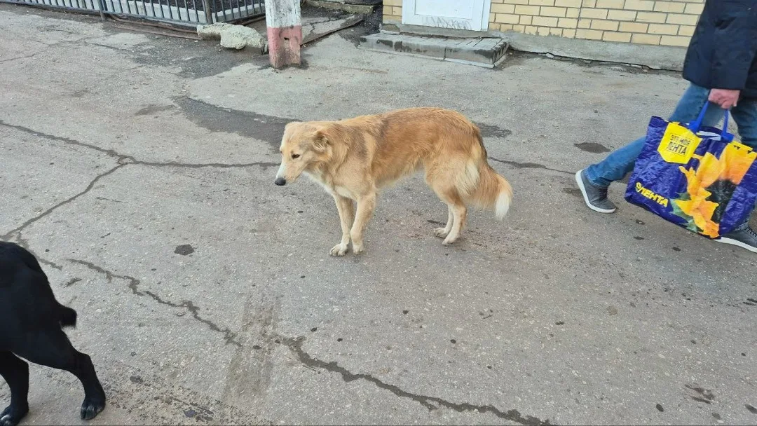 Пропала собака в Балакове — фото питомца