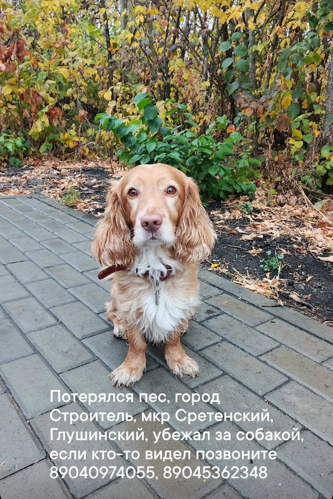 Пропала собака в Белгороде — фото питомца