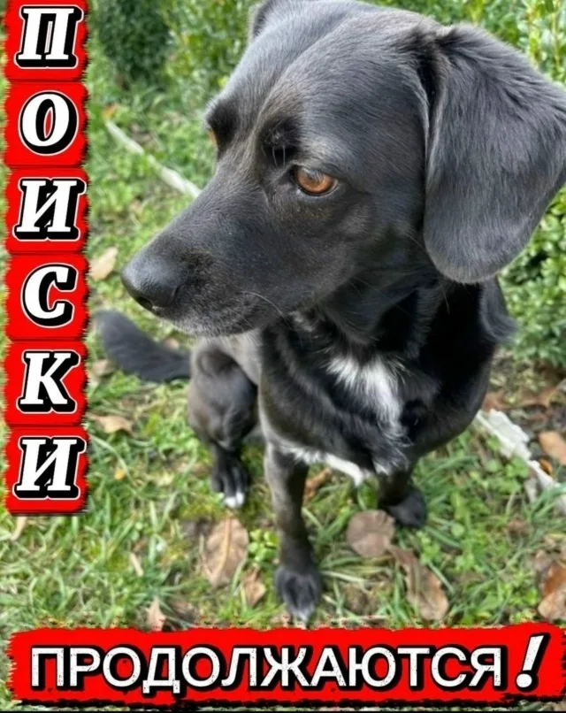 Найдена собака в Майкопе — фото питомца