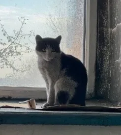 Найдена кошка в Домодедове — фото питомца