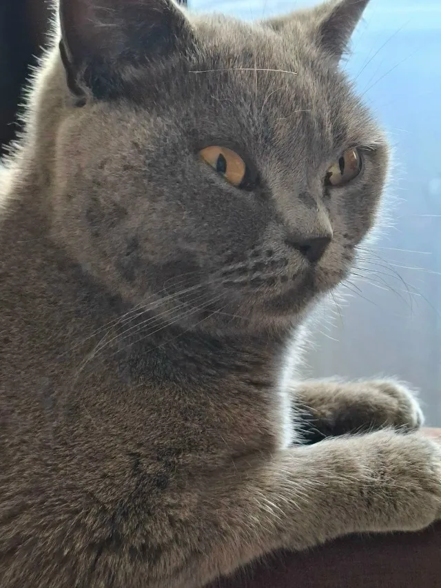 Найдена кошка в Майкопе — фото питомца