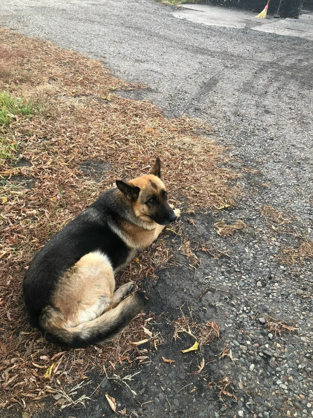 Найдена собака в Сургуте — фото питомца