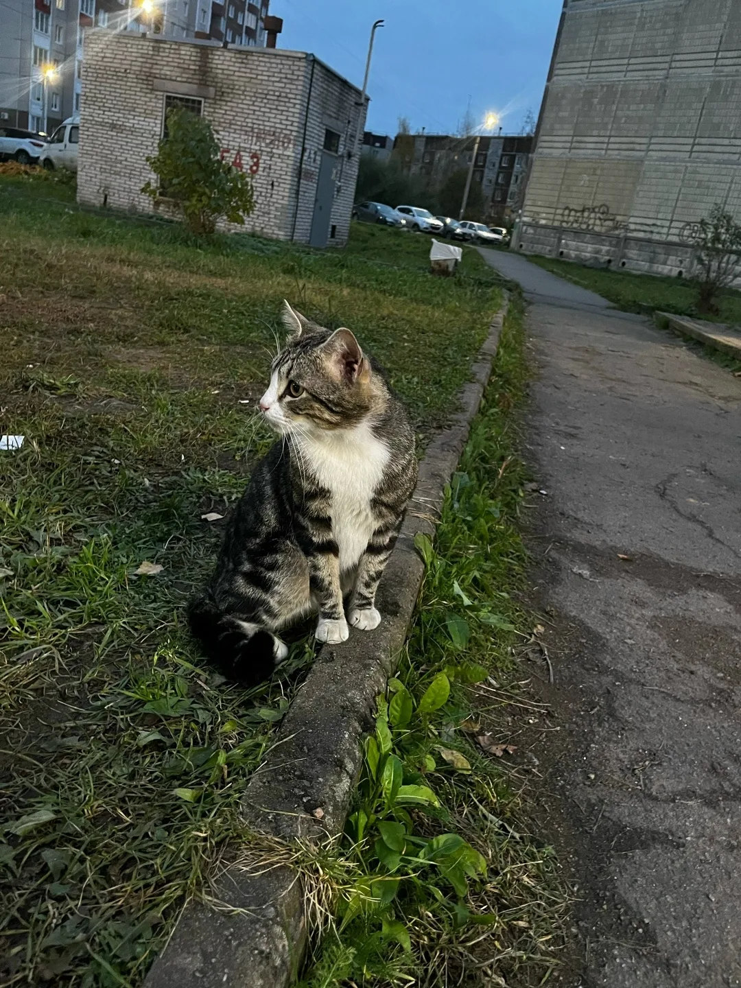 Пропала кошка в Гатчине — фото питомца