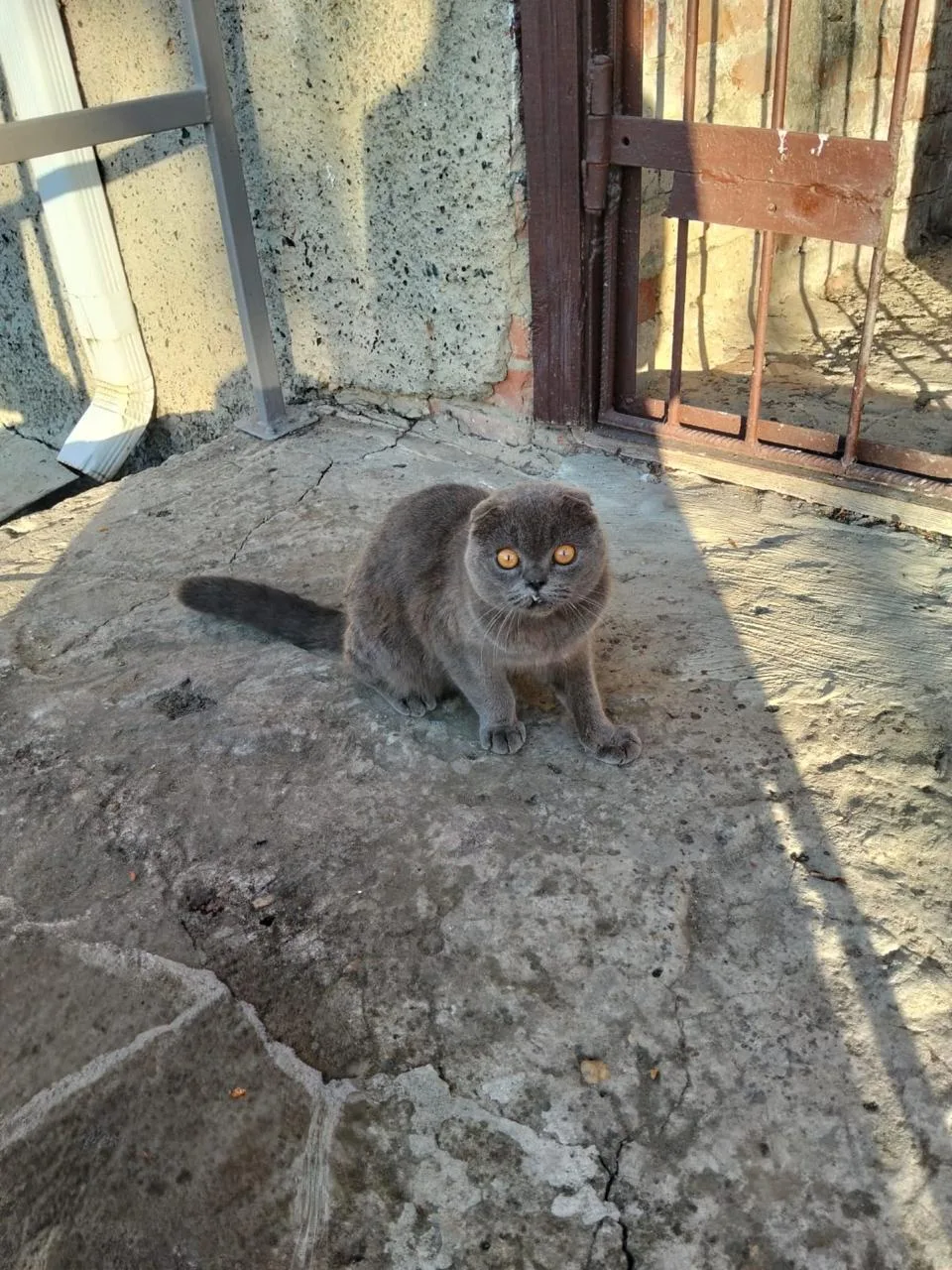 Пропала кошка в Майкопе — фото питомца