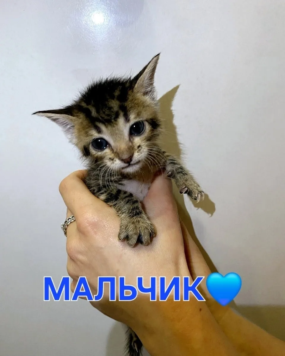 Пропала кошка в Гатчине — фото питомца