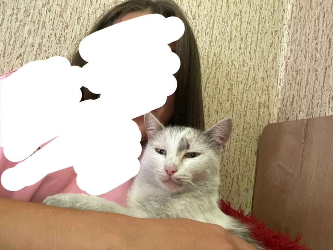 Пропала кошка в Домодедове — фото питомца