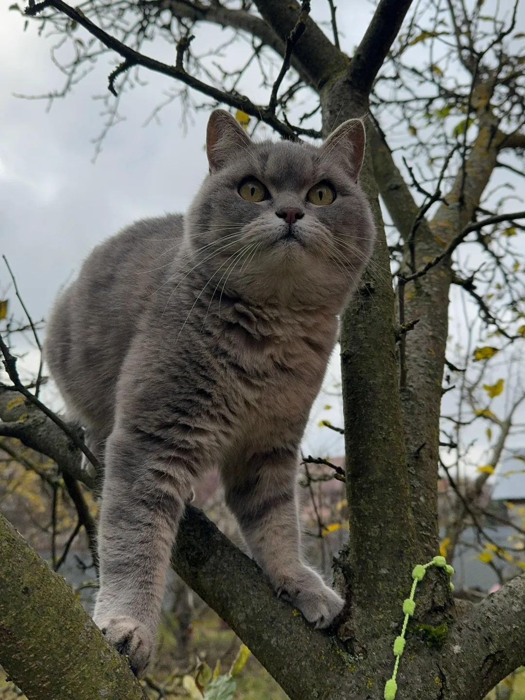 Пропала кошка в Домодедове — фото питомца