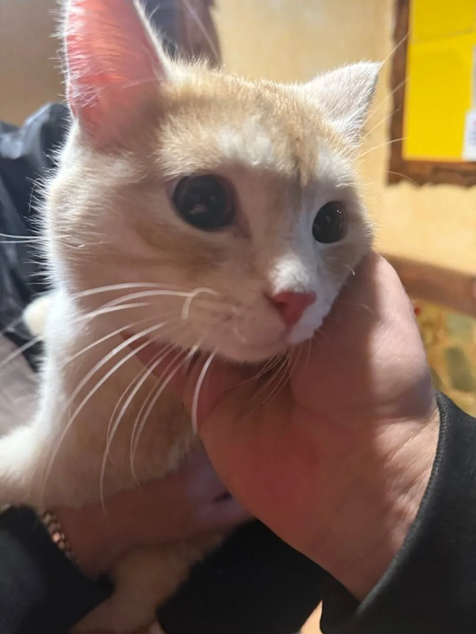 Найдена кошка в Сургуте — фото питомца