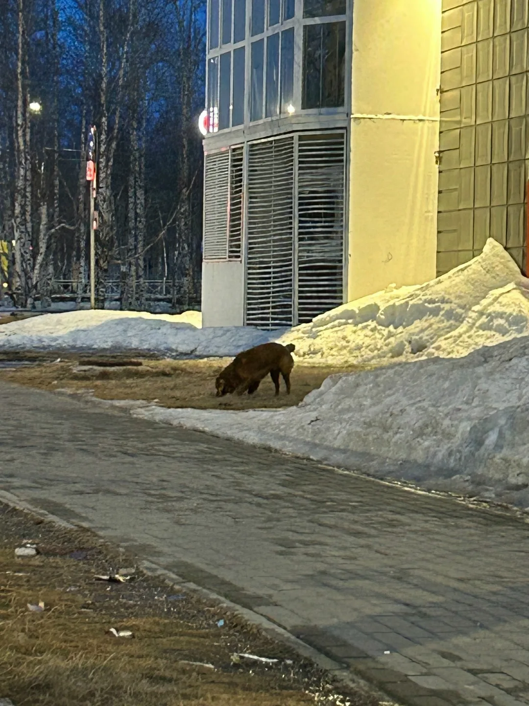 Пропала собака в Сургуте — фото питомца