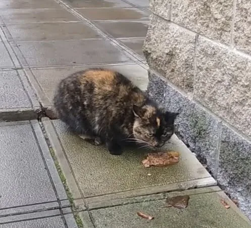 Пропала кошка в Гатчине — фото питомца