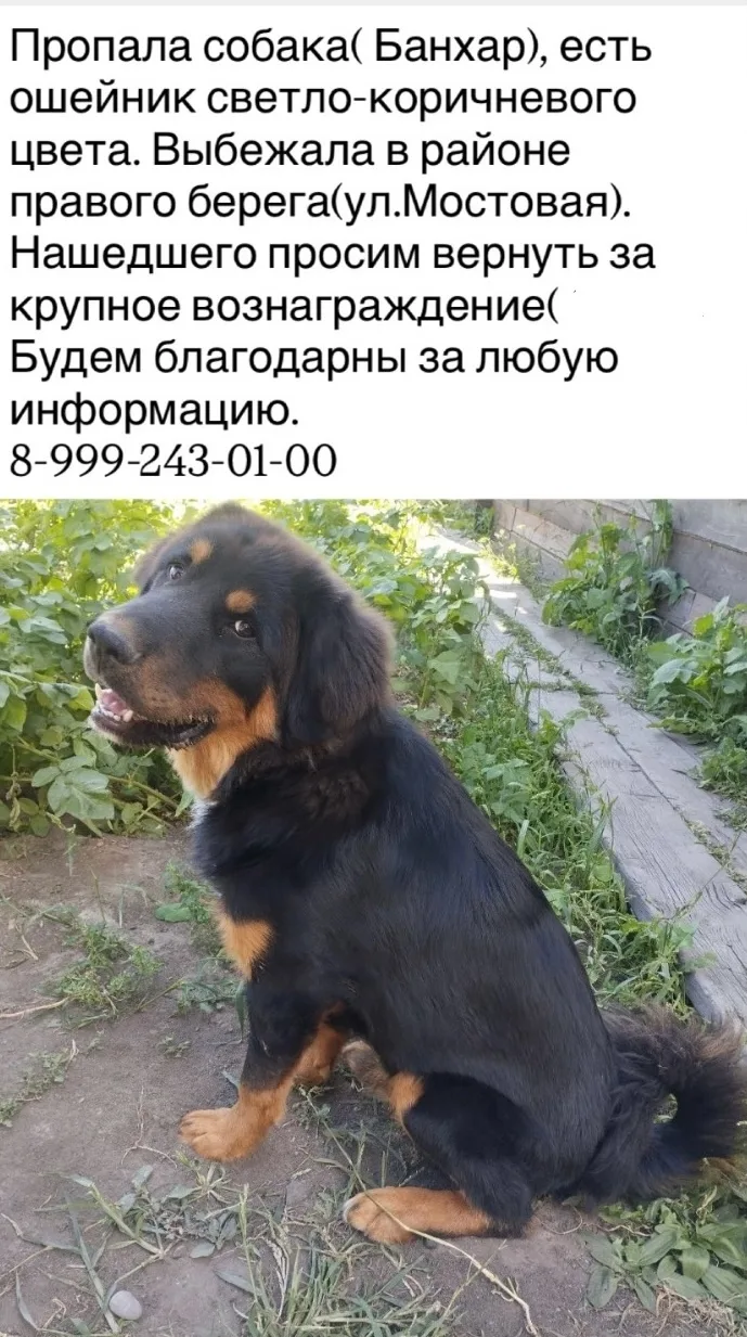 Пропала собака в Домодедове — фото питомца