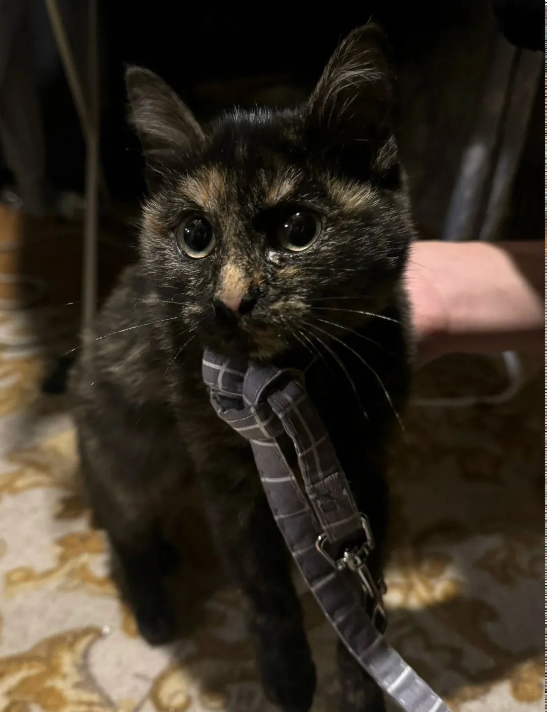 Найдена кошка в Домодедове — фото питомца