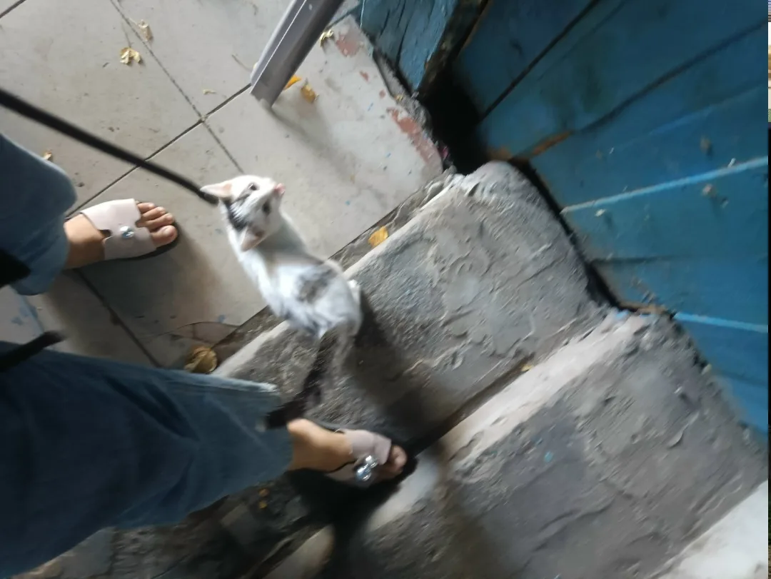 Найдена кошка в Домодедове — фото питомца