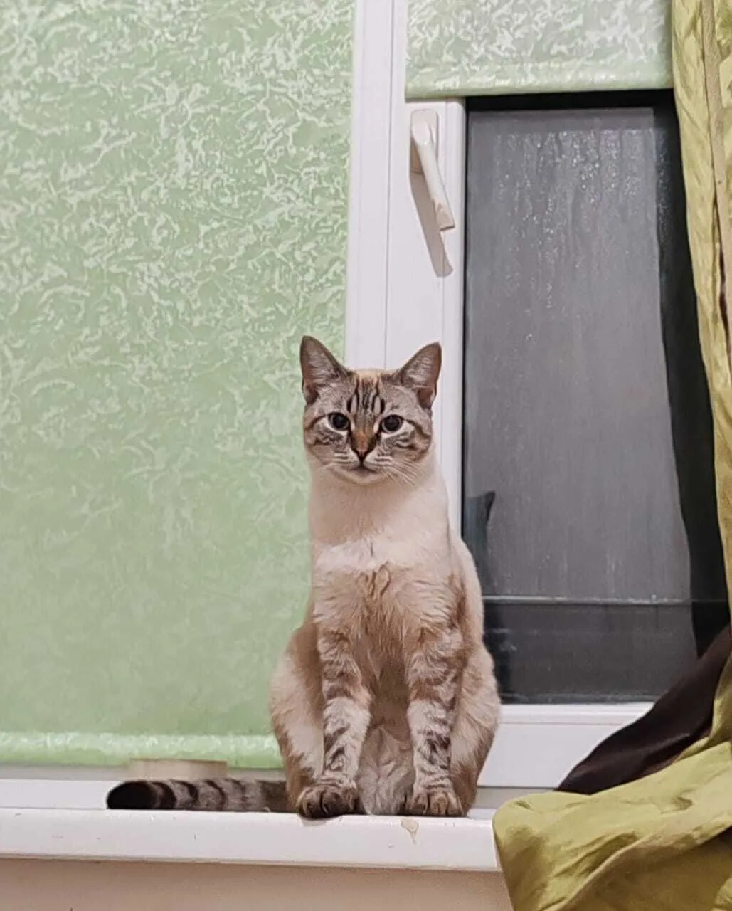 Пропала кошка в Майкопе — фото питомца