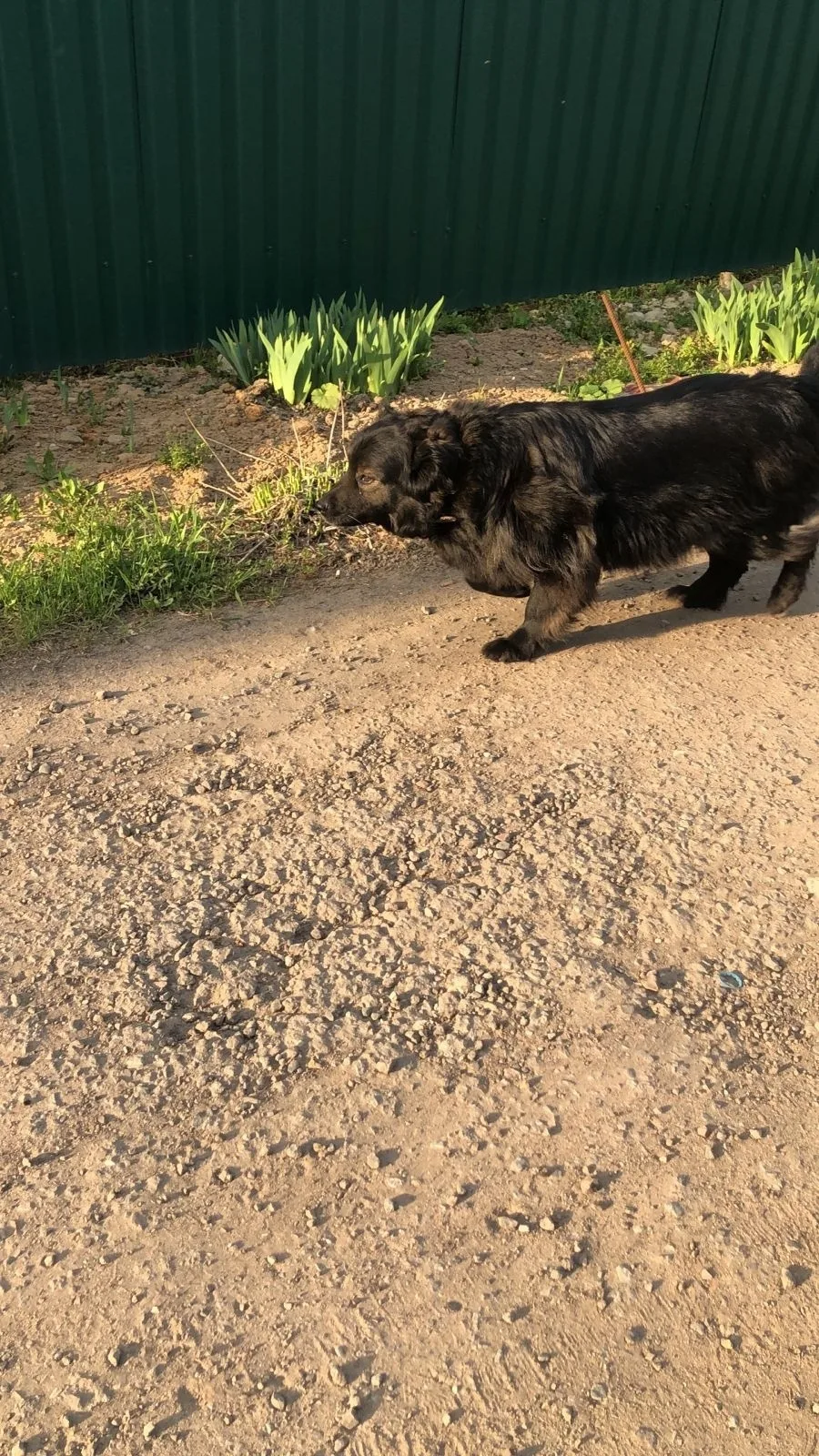 Пропала собака в Домодедове — фото питомца