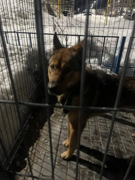 Пропала собака в Сургуте — фото питомца