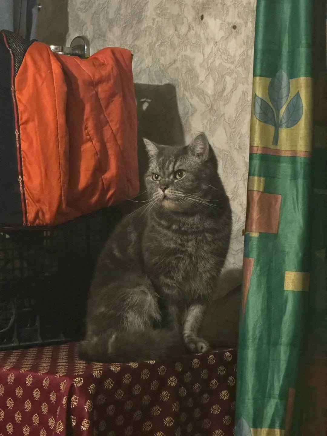 Найдена кошка в Домодедове — фото питомца