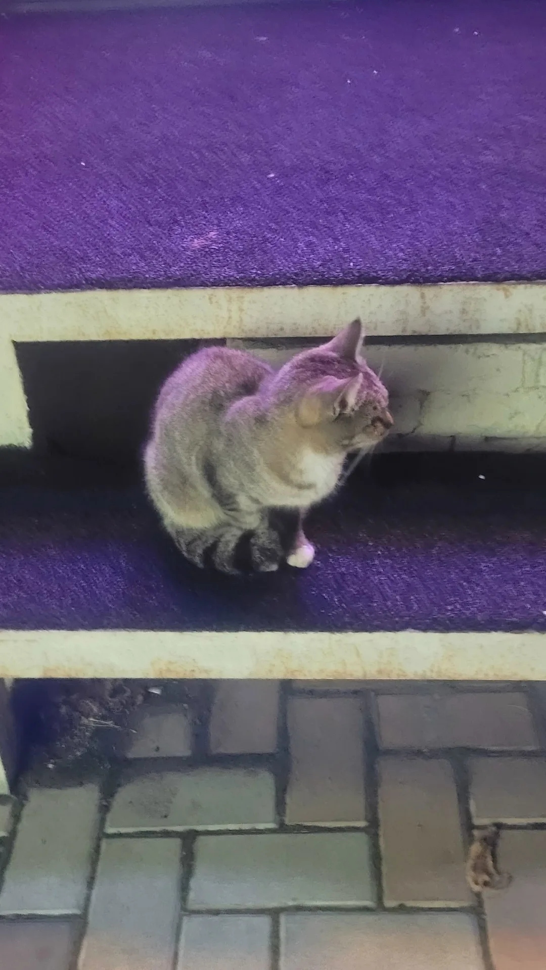 Найдена кошка в Сургуте — фото питомца